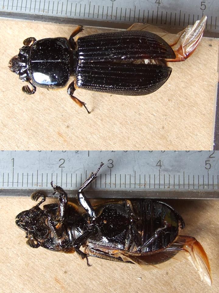 FIGURE 1 FIGURE 1